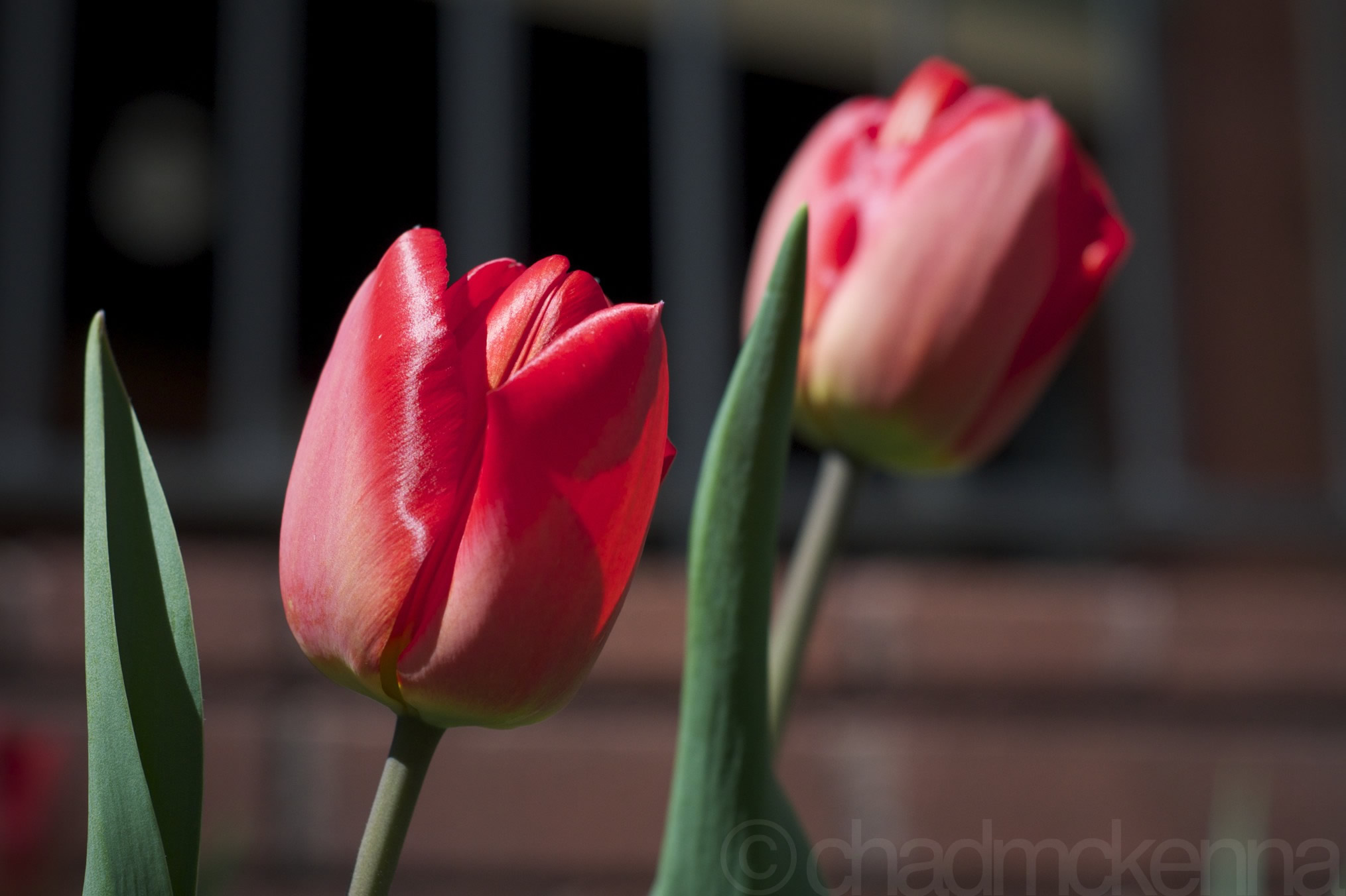 Tulips