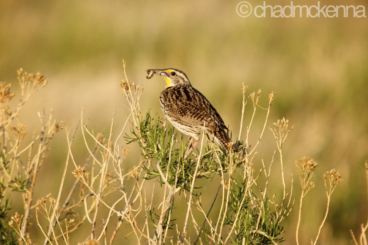A Bird. (Sigma 70-200mm, 200mm, 1/2500, ISO 400 on D5000)