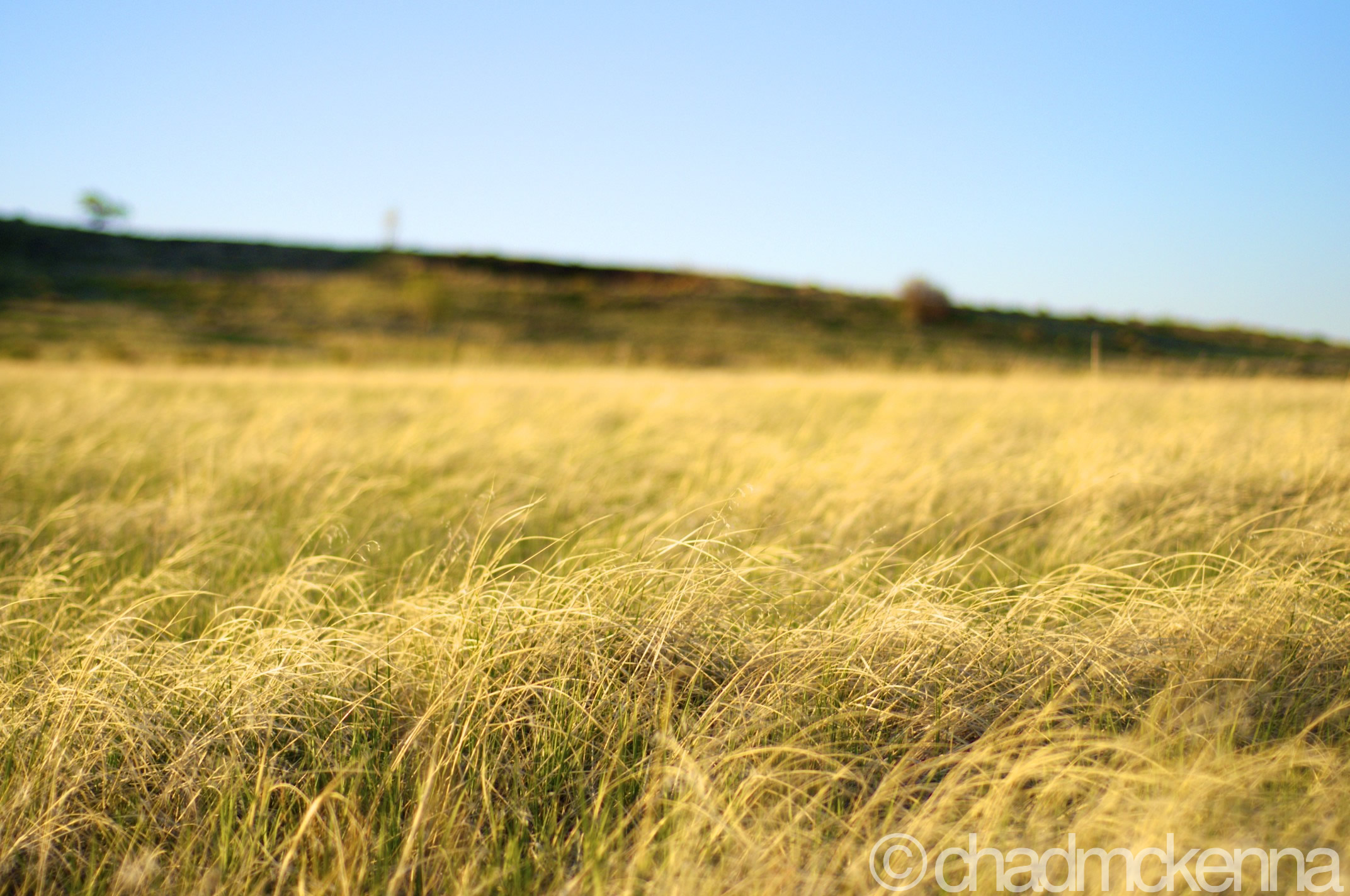 Grass! (Nikkor 50mm, 1/4000, F/1.8, ISO 200 on D5000)