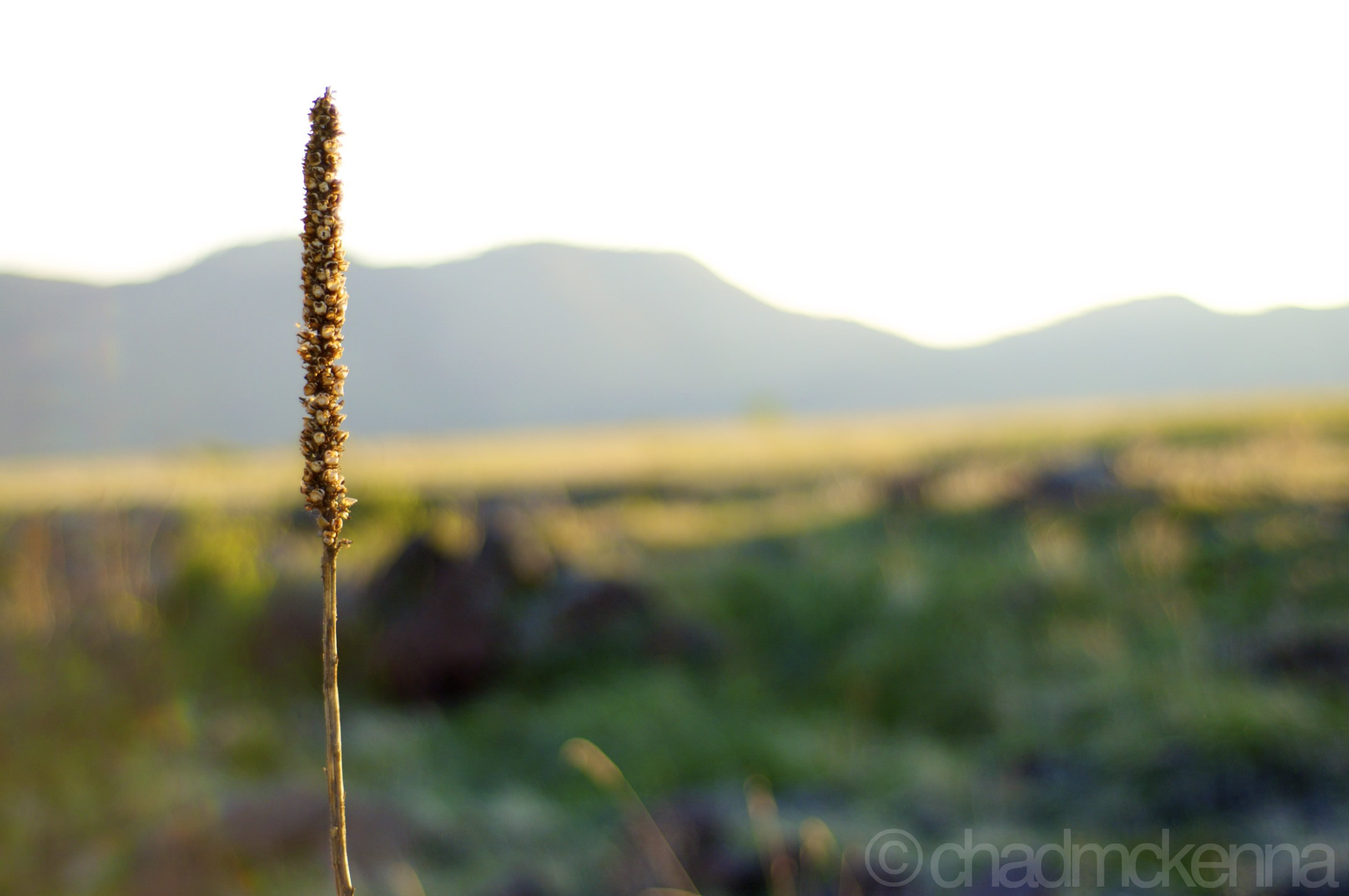 A stick-plant-thing. (Nikkor 50mm, 1/1250, F/1.8, ISO 200 on D5000)