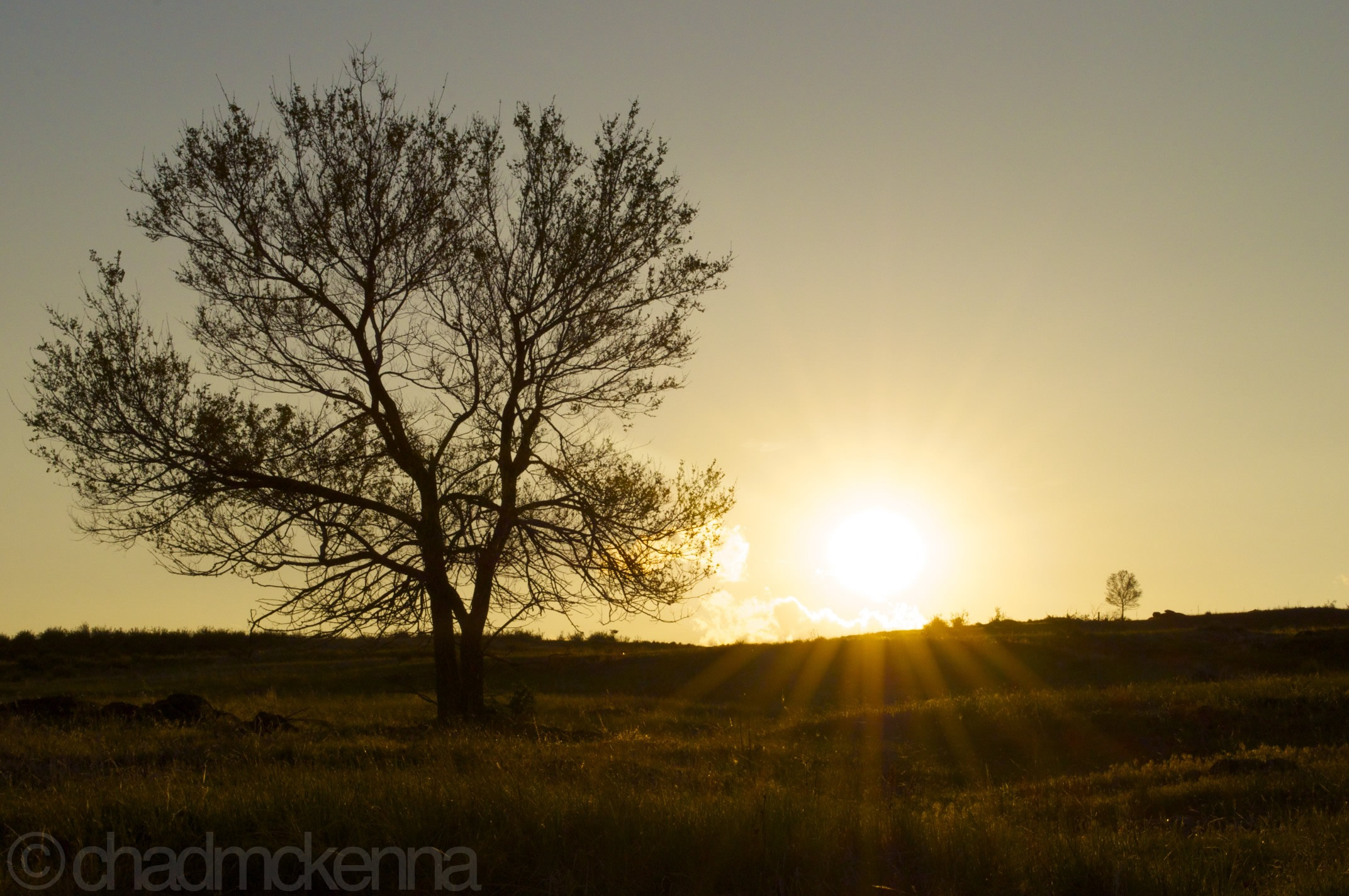 A tree at sunset. (Nikkor 18-55mm, 46mm, 1/800, F/22, ISO 640 on D5000)