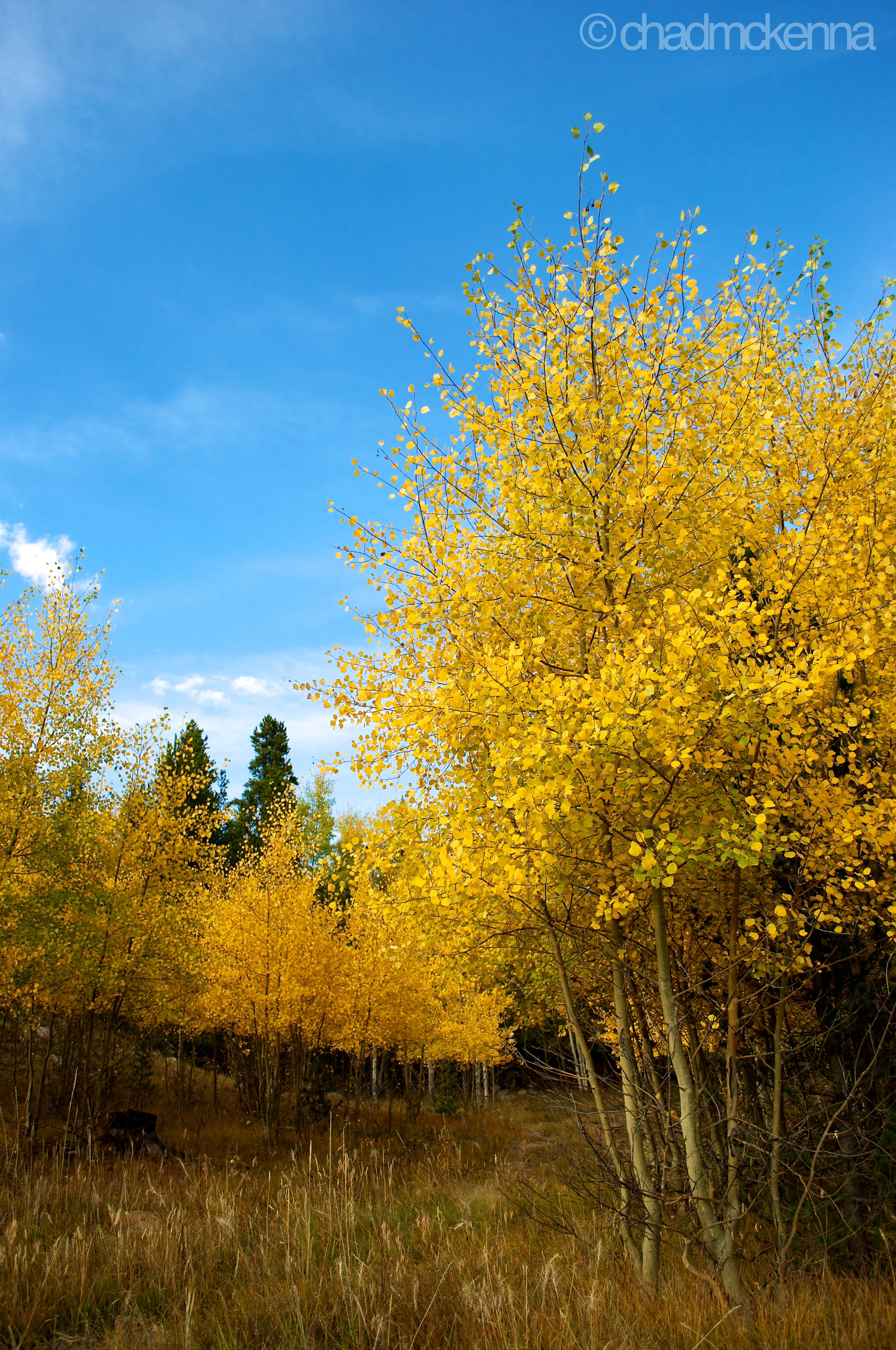 Aspens.