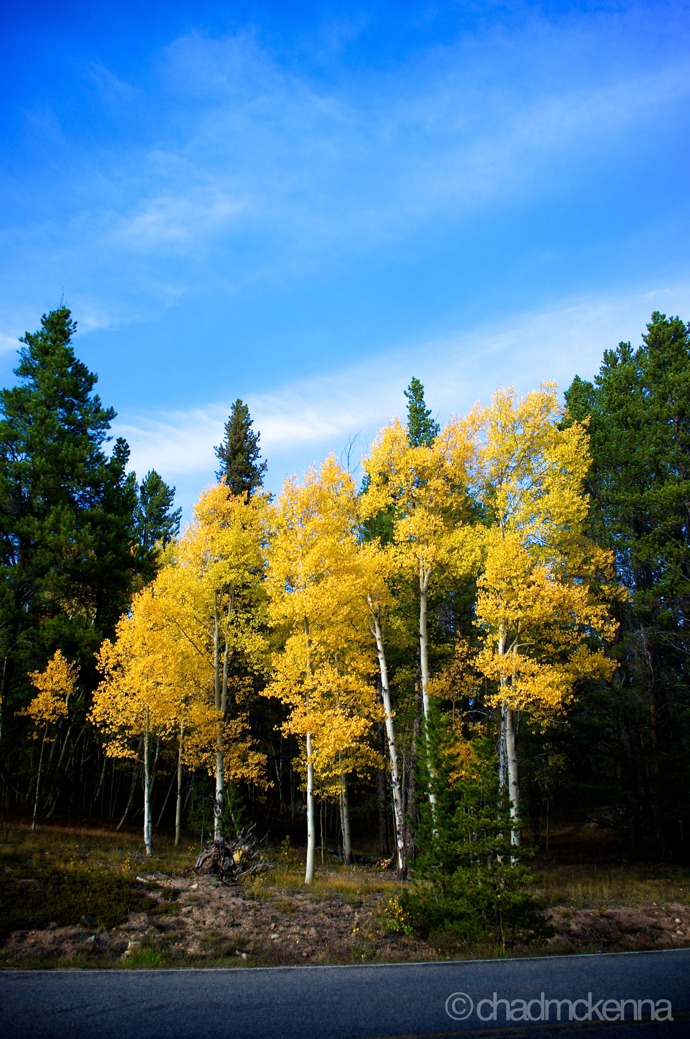 Grove of Aspens.