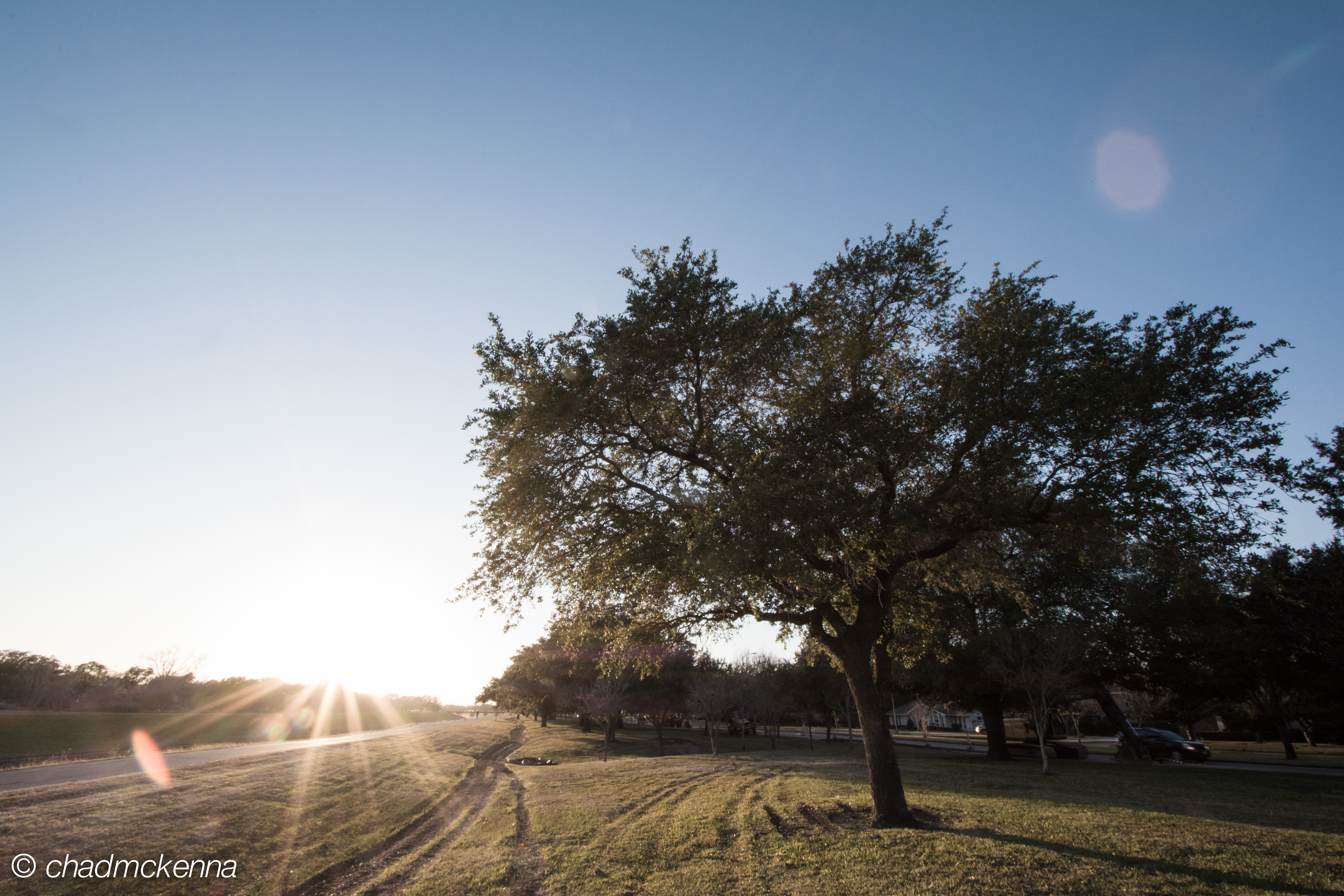 Tree by the Bayou 