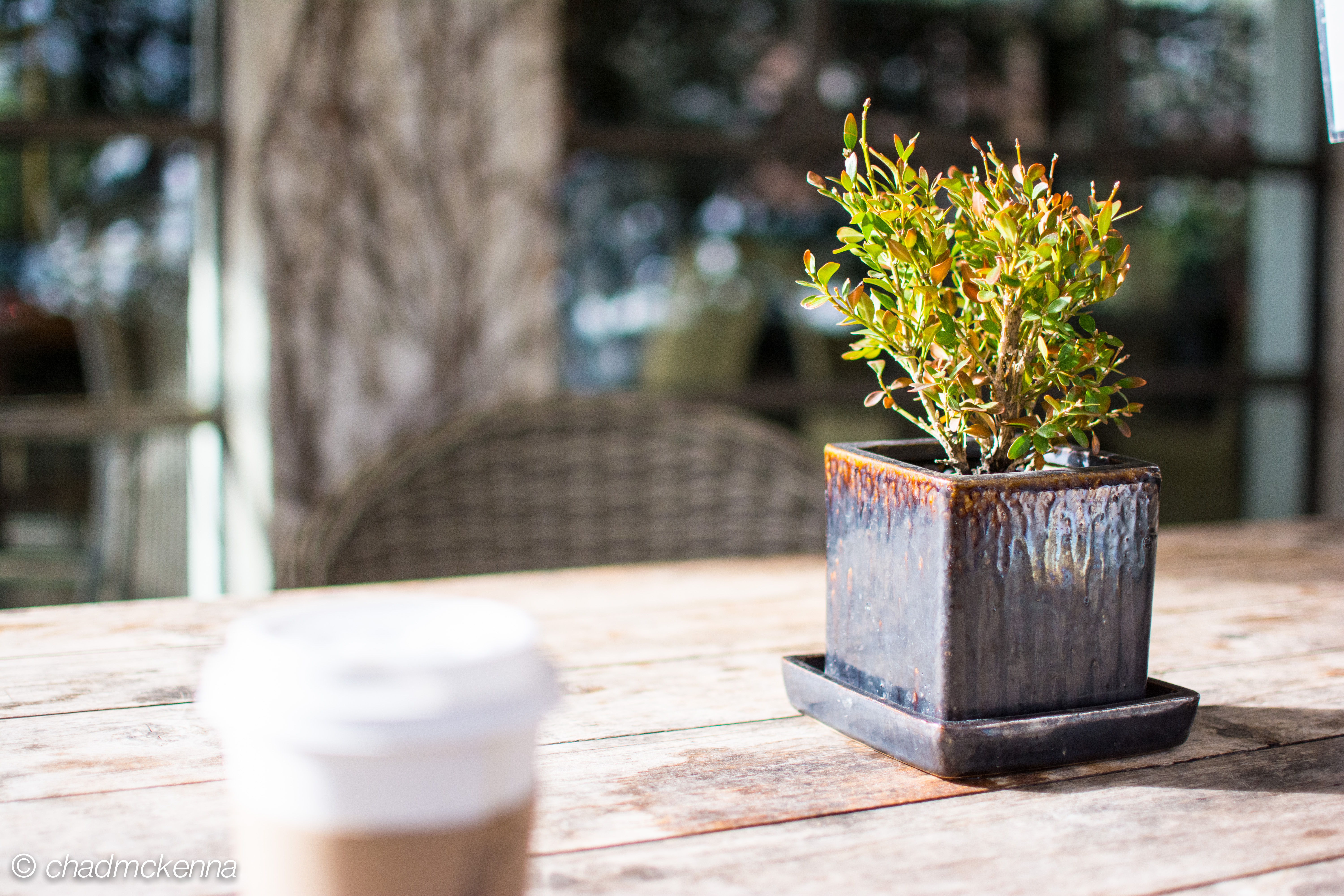 Breakfast! (Well, we didn't eat the little plant, breakfast came later)
