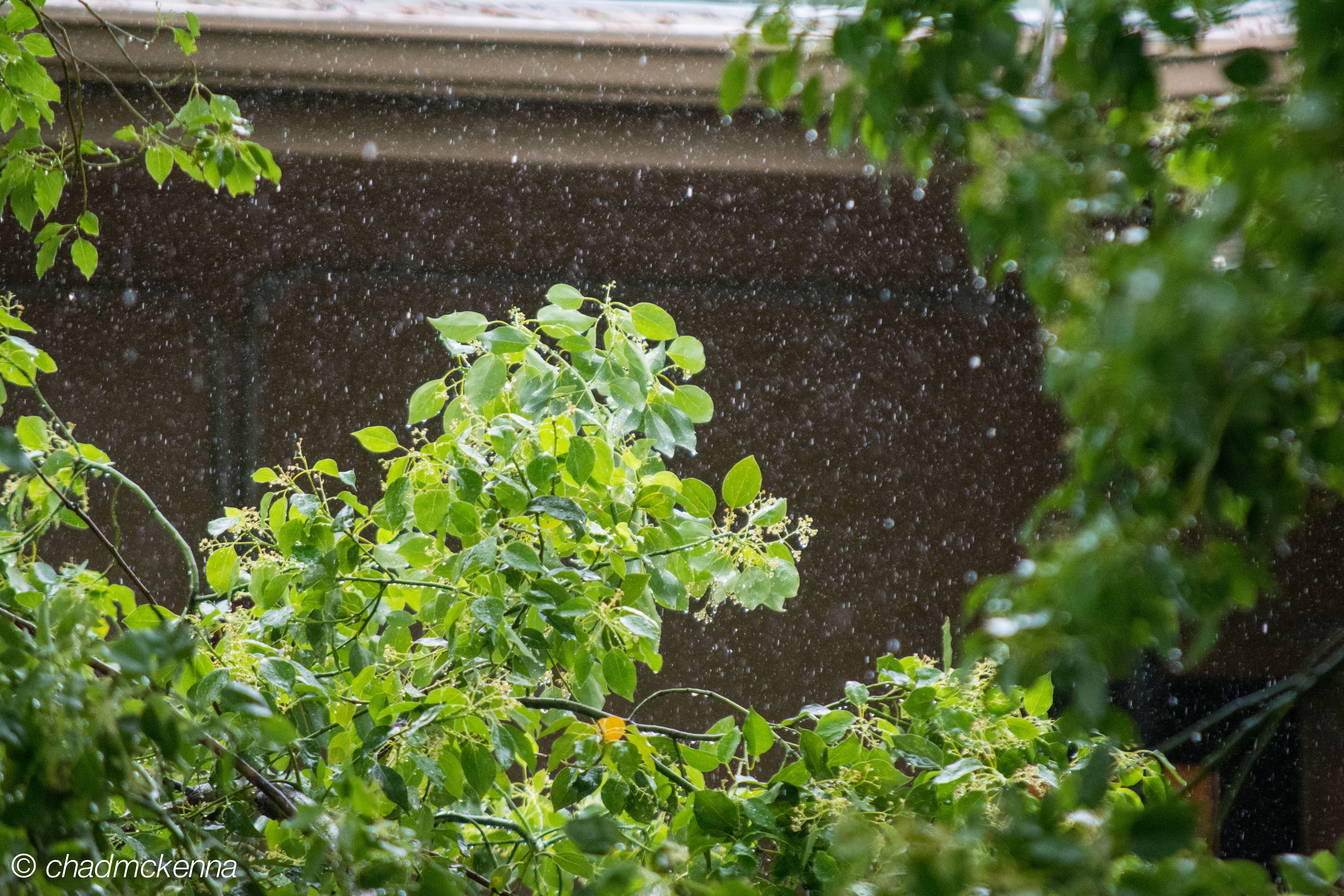 The rain outside my window