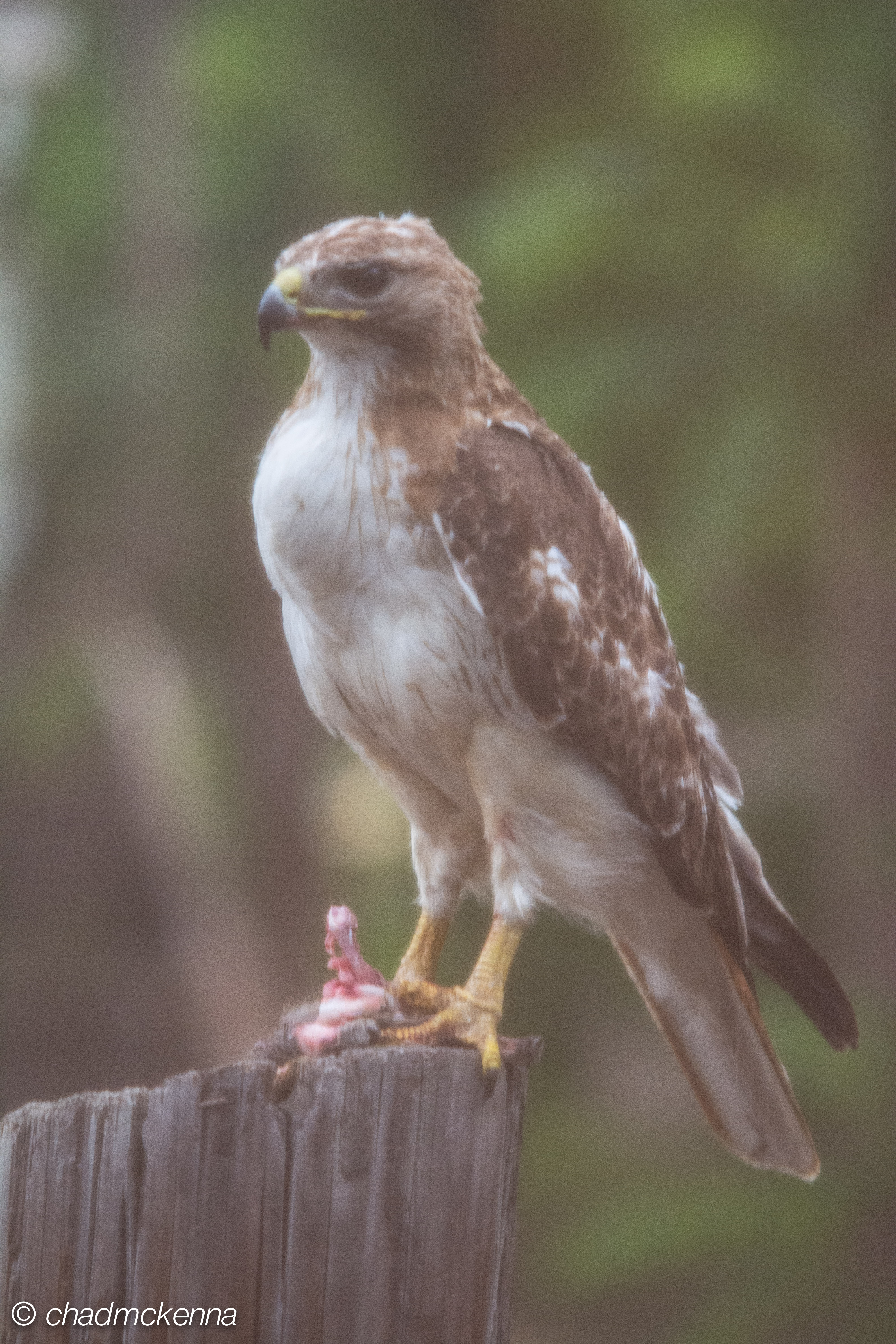Hawk! (Looks like a red tailed hawk)