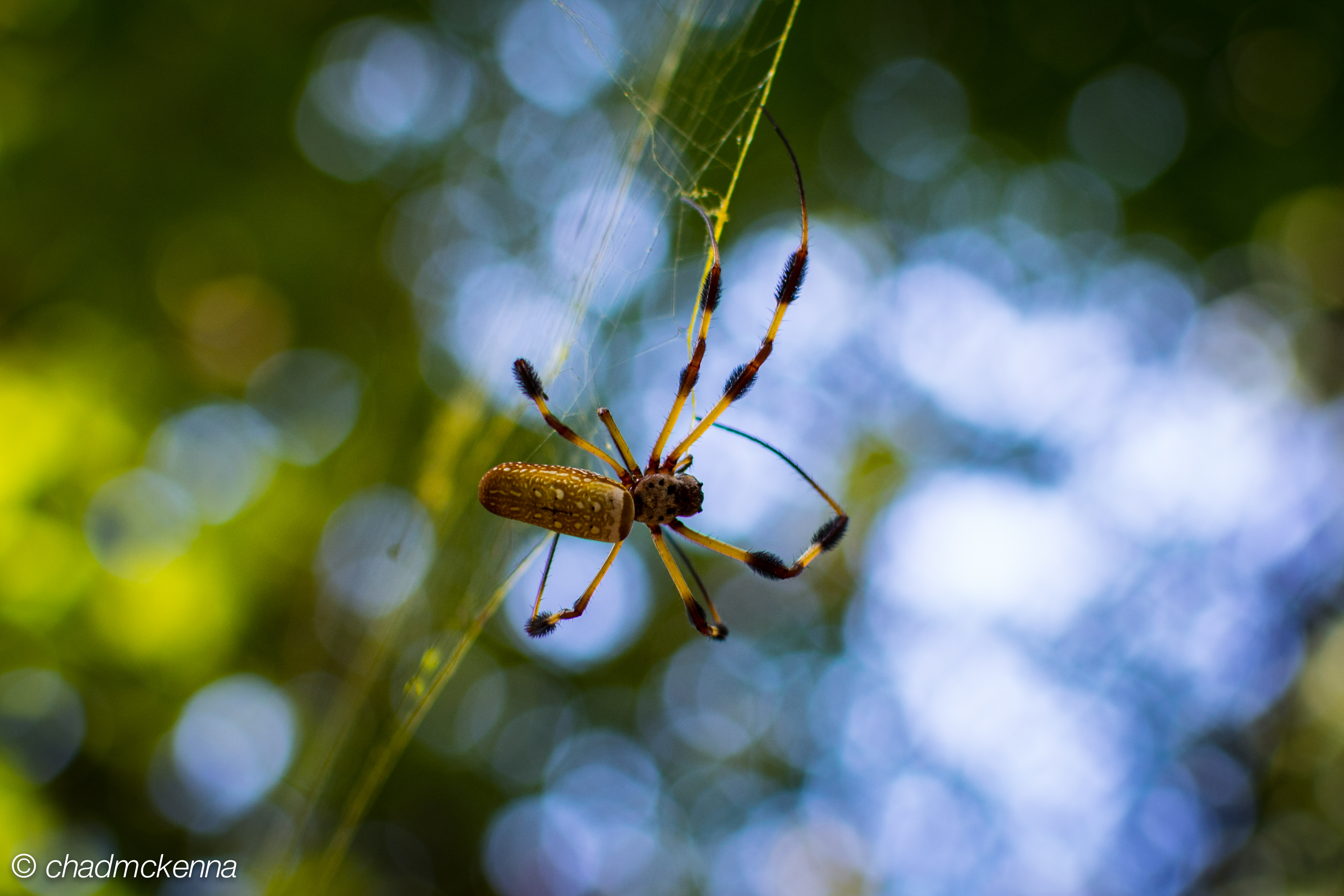 Spider! There were tons of these guys everywhere