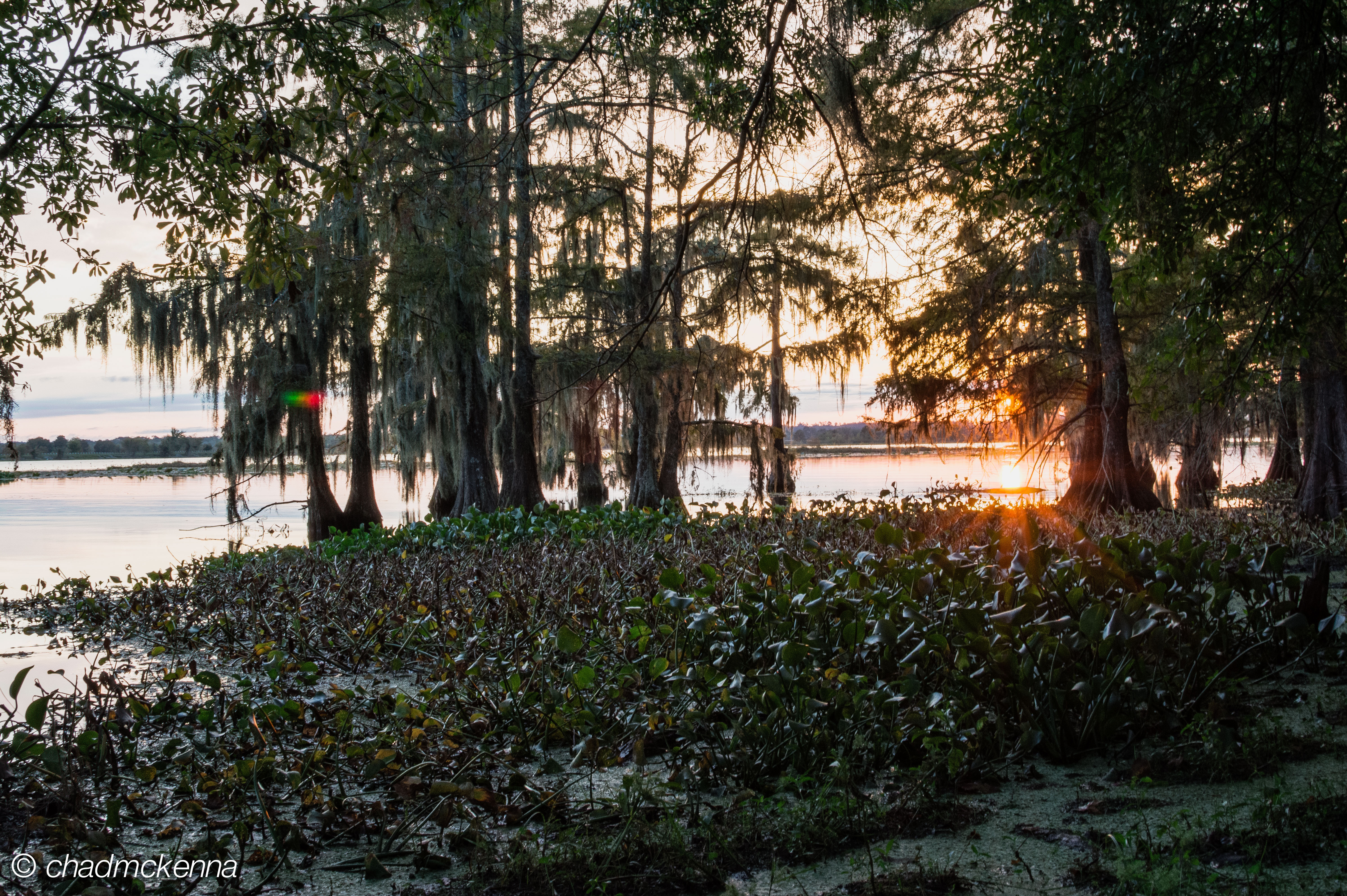 Sunset through the trees
