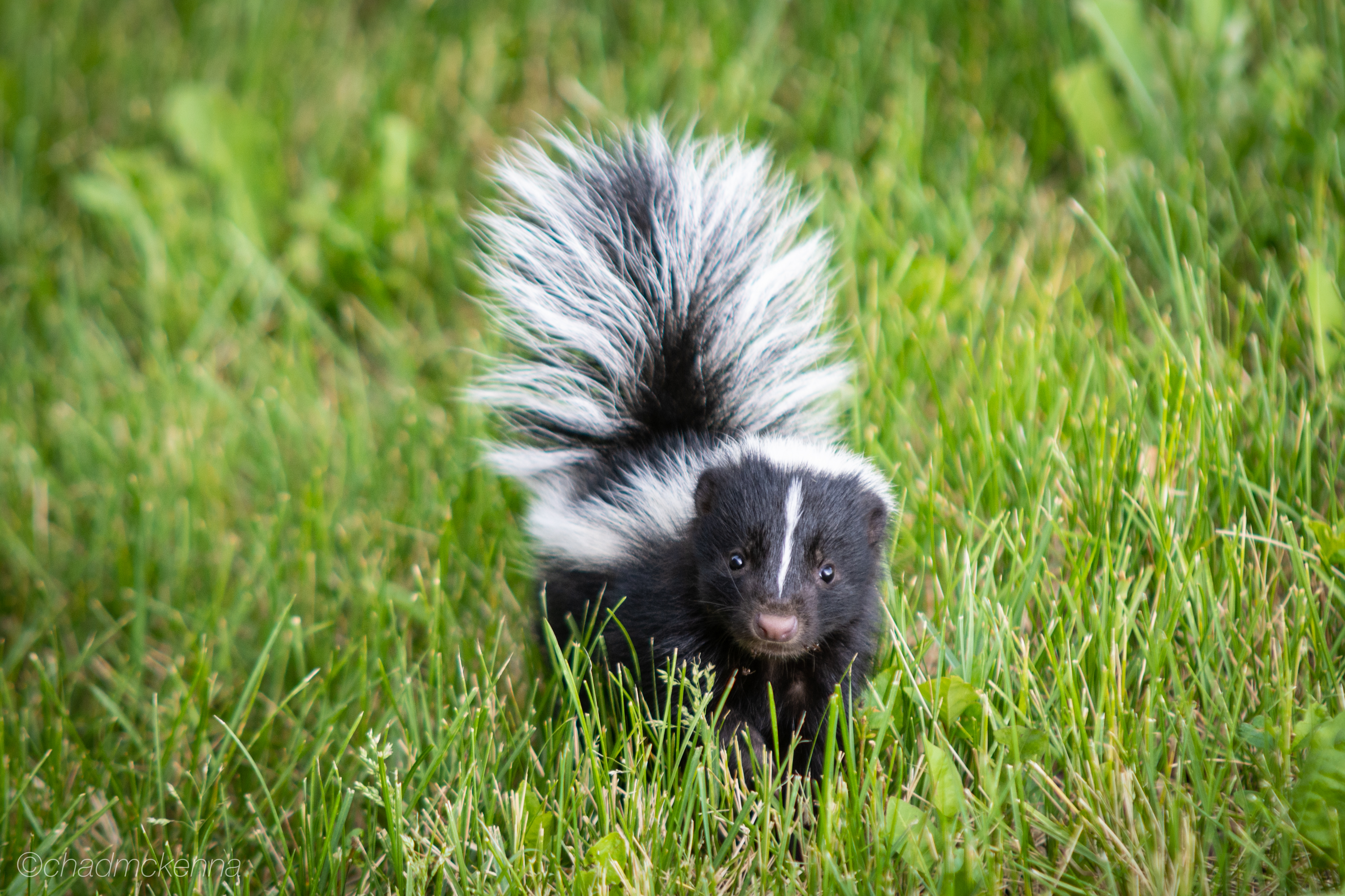 Baby Skunks!