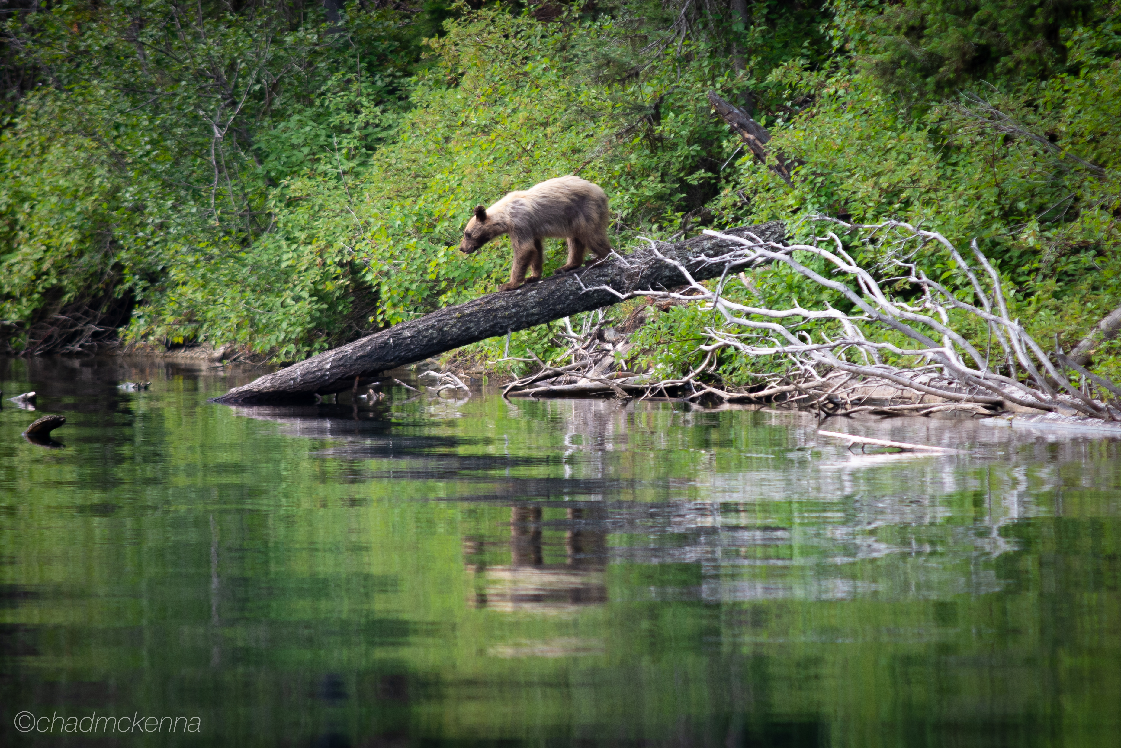 Summer Montana Road Trip